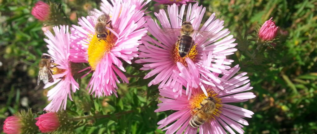 Drei Bienen sammeln Nektar auf leuchtend pinken Blumen an einem sonnigen Tag.