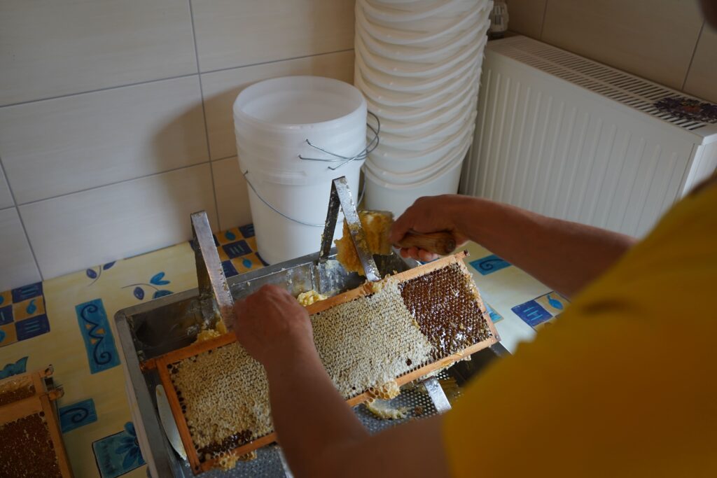 Eine Person entnimmt Honig aus einer Bienenwabe über einer Arbeitsfläche, im Hintergrund stehen weiße Eimer aufeinander gestapelt.